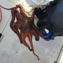 遊漁船 ニライカナイ 釣果