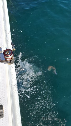 遊漁船　ニライカナイ 釣果