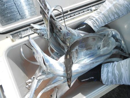 こうゆう丸 釣果