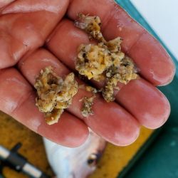 遊漁船 ニライカナイ 釣果