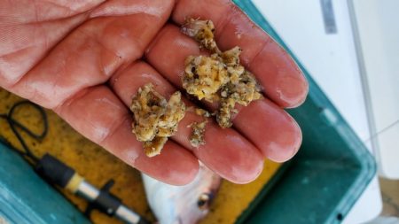 遊漁船 ニライカナイ 釣果