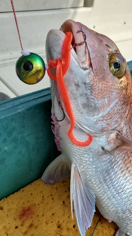 遊漁船 ニライカナイ 釣果