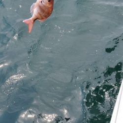 遊漁船 ニライカナイ 釣果