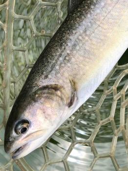 フィッシング サンクチュアリ 釣果