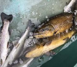 フィッシング サンクチュアリ 釣果