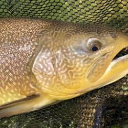 フィッシング サンクチュアリ 釣果