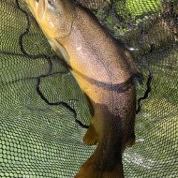 フィッシング サンクチュアリ 釣果