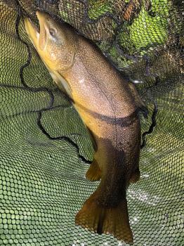 フィッシング サンクチュアリ 釣果