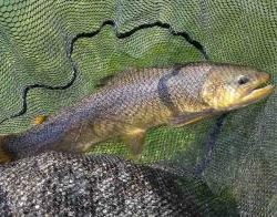 フィッシング サンクチュアリ 釣果