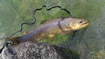 フィッシング サンクチュアリ 釣果