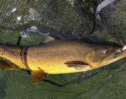 フィッシング サンクチュアリ 釣果