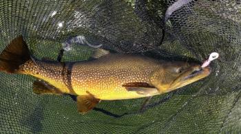 フィッシング サンクチュアリ 釣果