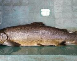 フィッシング サンクチュアリ 釣果