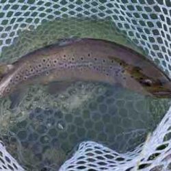 フィッシング サンクチュアリ 釣果