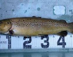 フィッシング サンクチュアリ 釣果