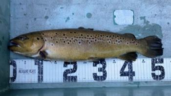 フィッシング サンクチュアリ 釣果