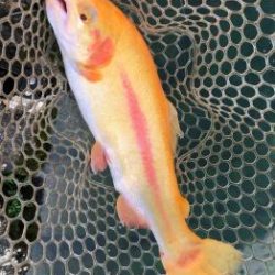 フィッシング サンクチュアリ 釣果