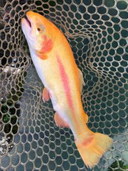 フィッシング サンクチュアリ 釣果