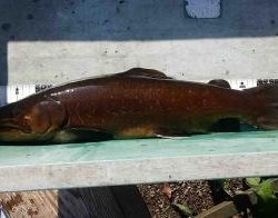 フィッシング サンクチュアリ 釣果