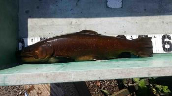 フィッシング サンクチュアリ 釣果