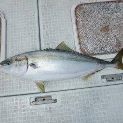 遊漁船 遊友 釣果