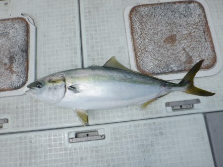 遊漁船 遊友 釣果