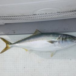 遊漁船 遊友 釣果