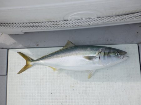 遊漁船 遊友 釣果