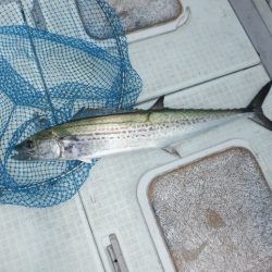 遊漁船 遊友 釣果