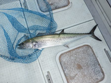 遊漁船 遊友 釣果