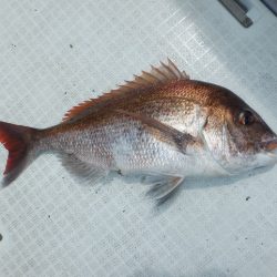 遊漁船 遊友 釣果