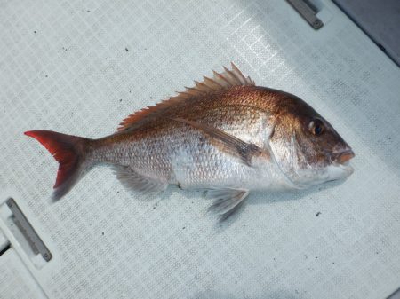 遊漁船 遊友 釣果