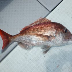 遊漁船 遊友 釣果