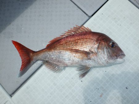 遊漁船 遊友 釣果