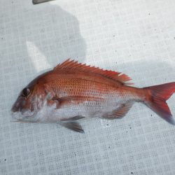 遊漁船 遊友 釣果