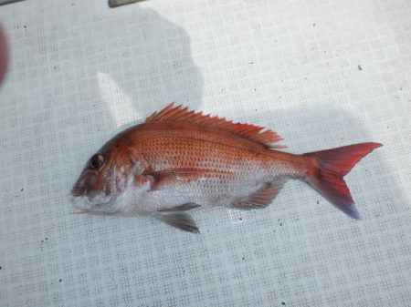 遊漁船 遊友 釣果