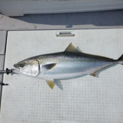 遊漁船 遊友 釣果