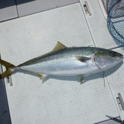 遊漁船 遊友 釣果