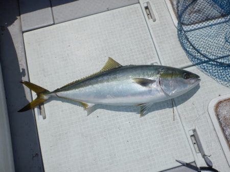 遊漁船 遊友 釣果