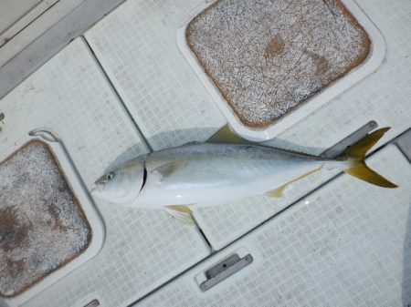 遊漁船 遊友 釣果