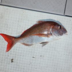 遊漁船 遊友 釣果