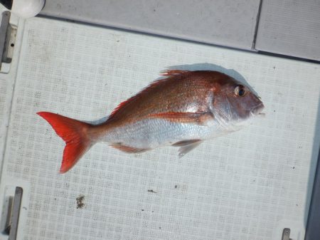 遊漁船 遊友 釣果