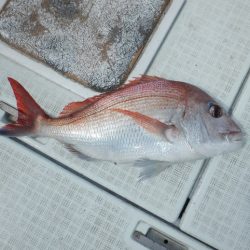 遊漁船 遊友 釣果