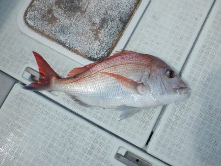 遊漁船 遊友 釣果