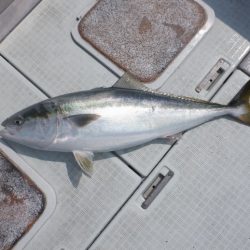 遊漁船 遊友 釣果