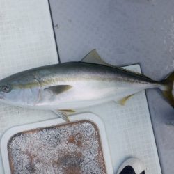 遊漁船 遊友 釣果