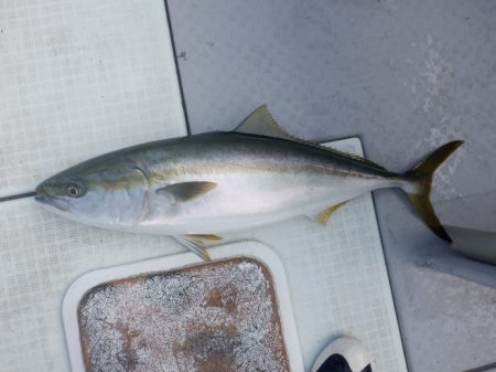 遊漁船 遊友 釣果