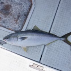 遊漁船 遊友 釣果