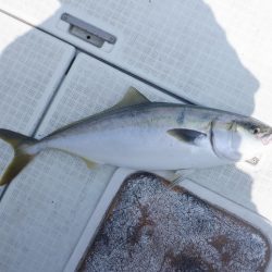 遊漁船 遊友 釣果