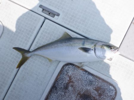 遊漁船 遊友 釣果